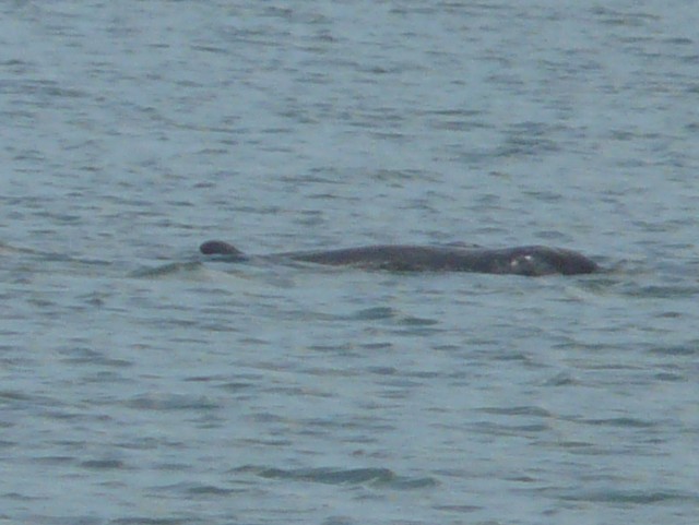 Irrawaddy Dolphin